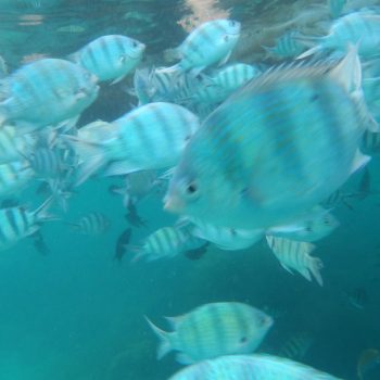 Snorkelen bij Perhentian